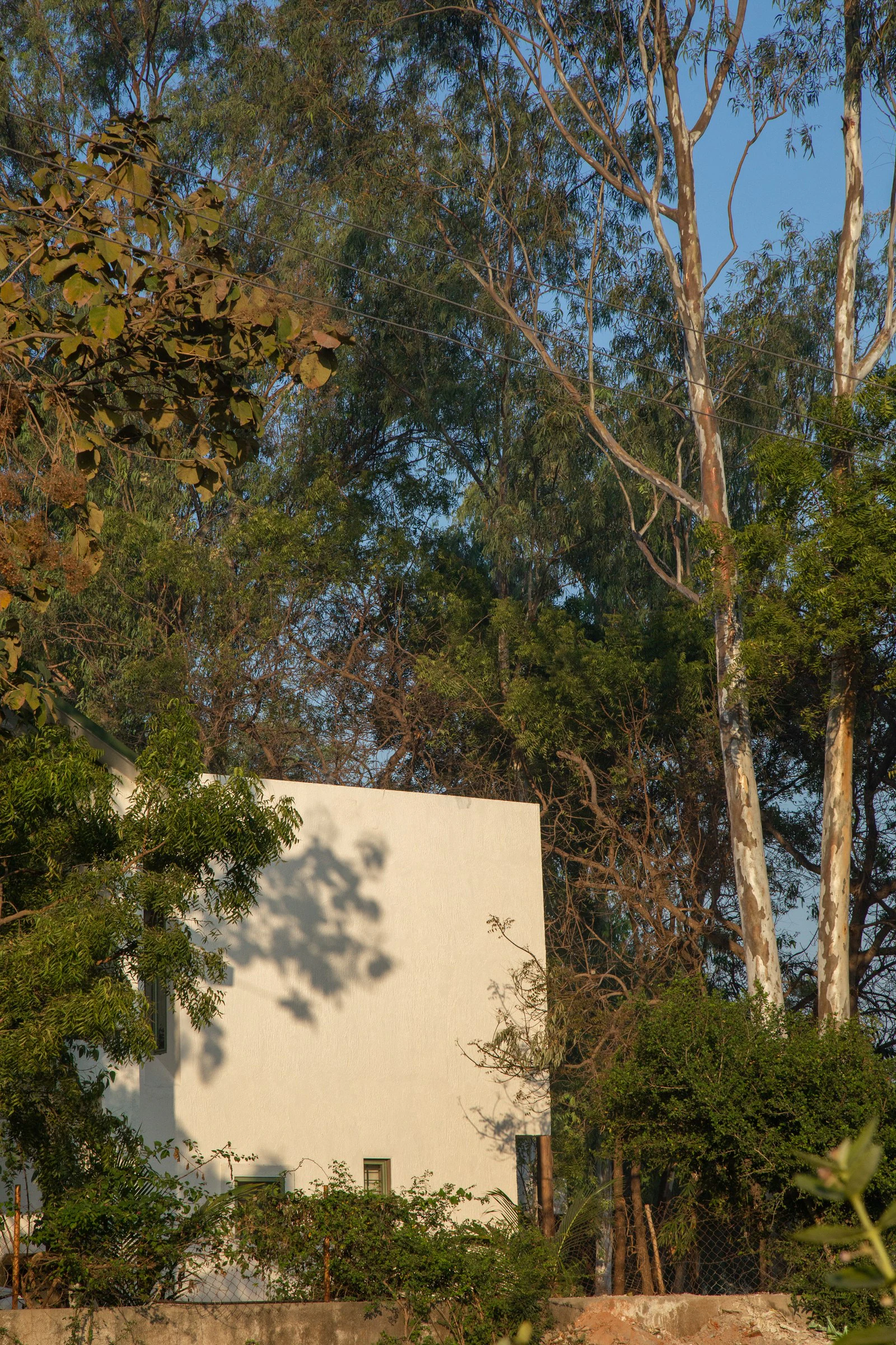 Upper white monolithic facade rising amidst eucalyptus and neem tree canopy